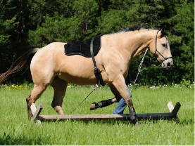 bareback pad on a horse