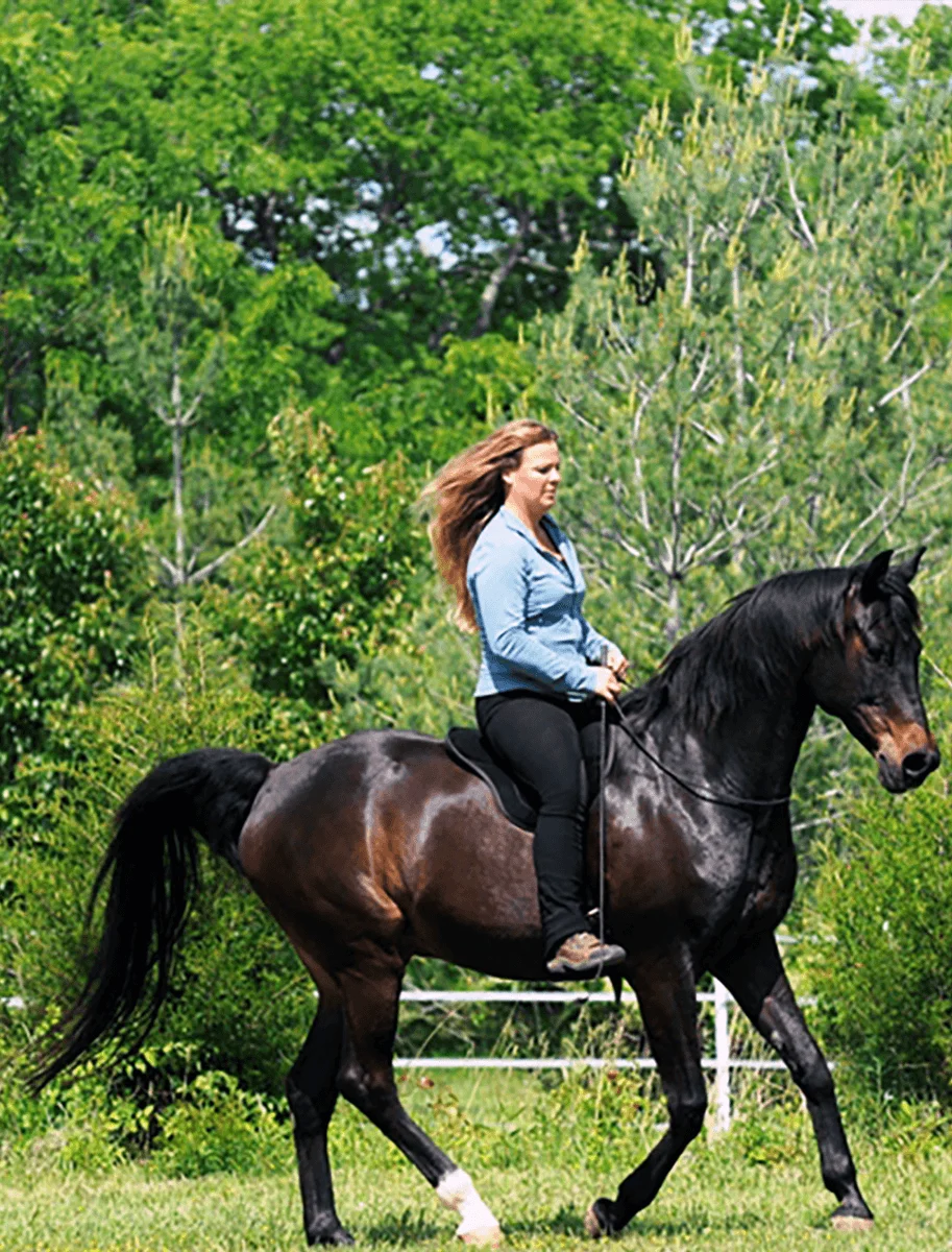 Horse wearing a bareback pad